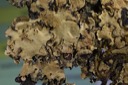 1450 Lobaria perlata-Pleurosticta asetabulum
